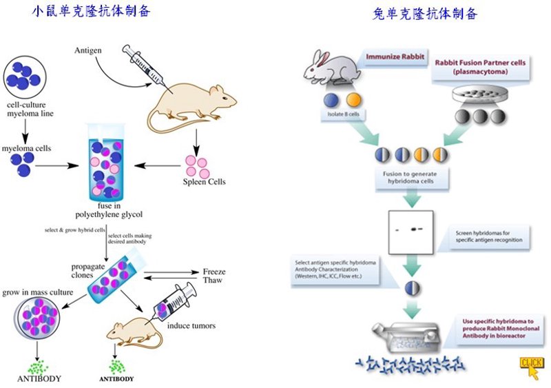 生物制品定制在医疗市场的迅速崛起